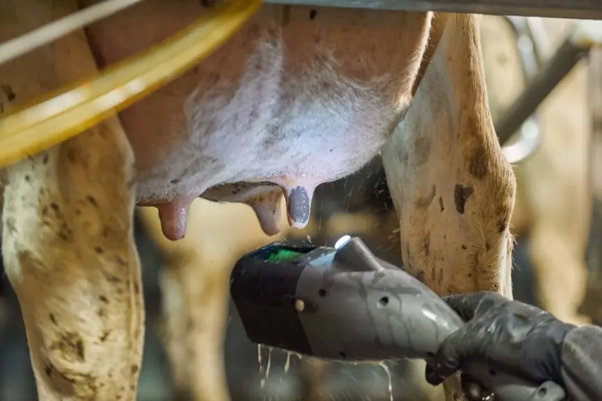 Détail particulièrement apprécié des trayeurs : la lampe led qui éclaire le pis et améliore nettement la visibilité des trayons. © Dairy Spares
