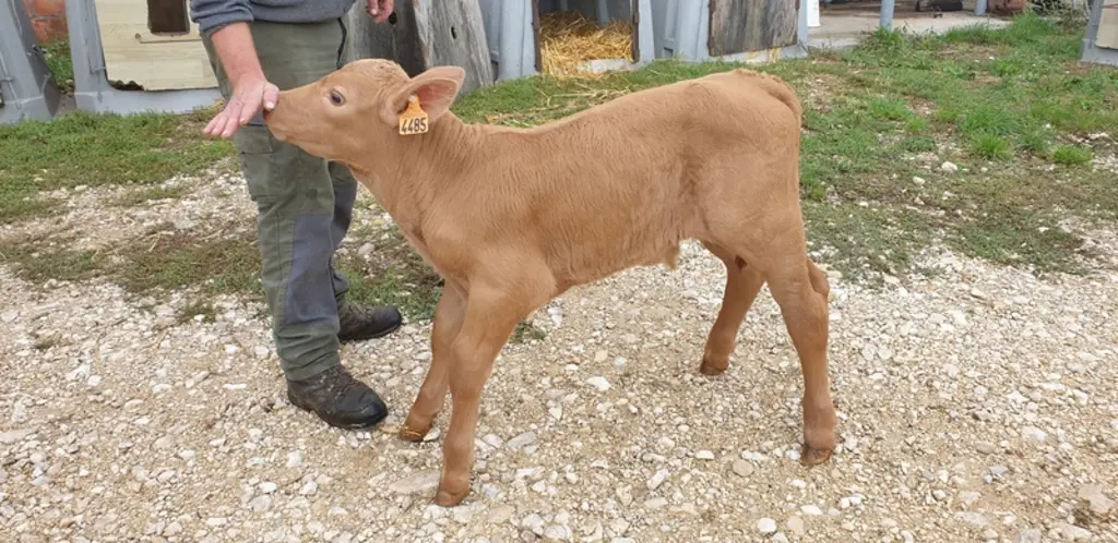 Les veaux mâles issus du croisement avec de la semence sexée de taureaux charolais permettent de réaliser une plus-value de 150 à 300 euros par rappor