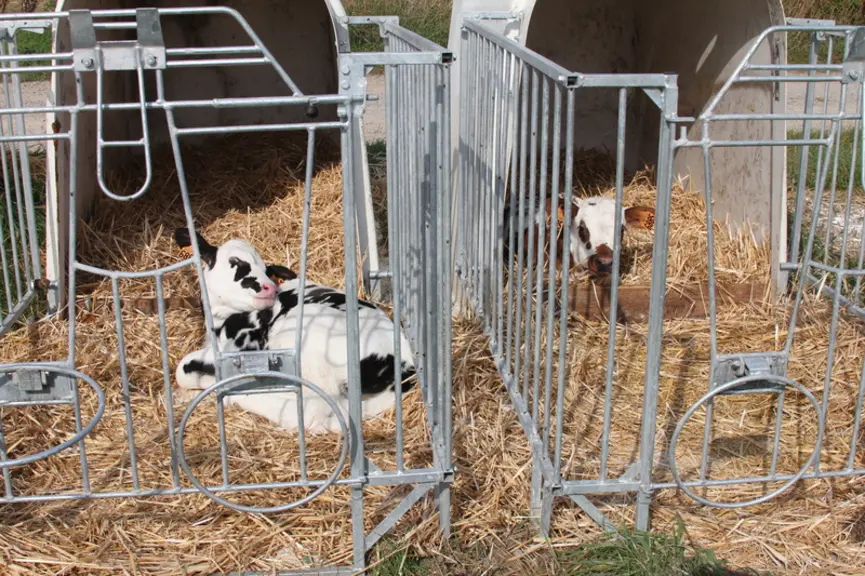 Les veaux sont sevrés à 6-7 semaines puis passent en ration sèche jusqu’à 6 mois. © F. Mechekour