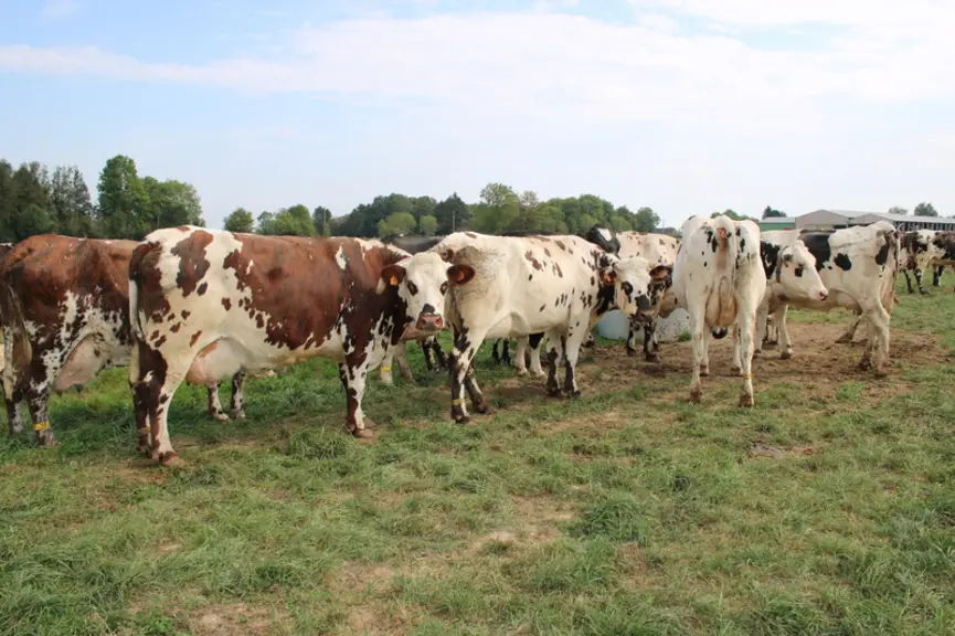 Au printemps, les vaches du lot bas (moins de 25 kg de lait) sont en 100 % pâturage. Celles du lot haut reçoivent un tiers de la ration hivernale. © F. Mechekour