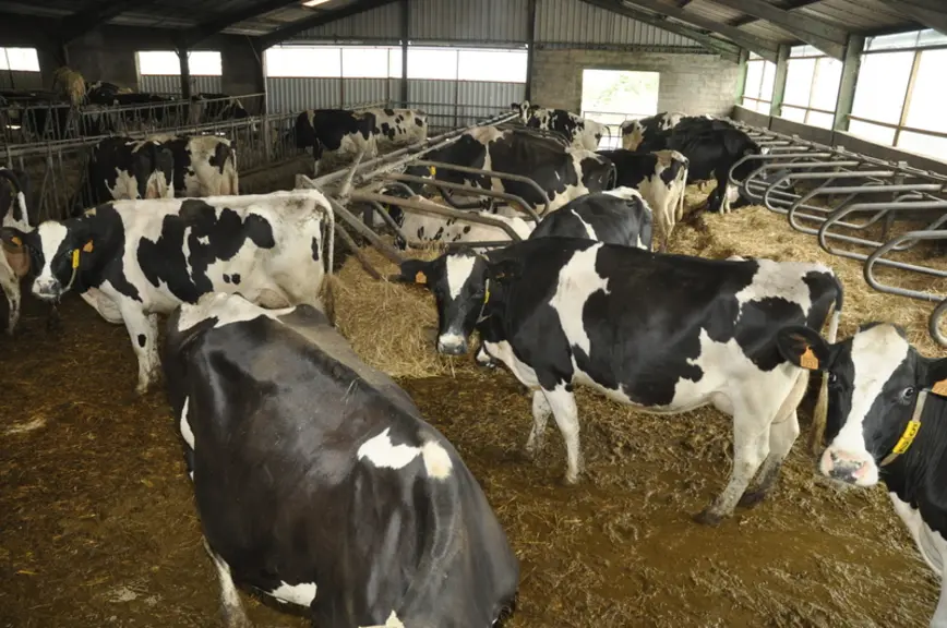 La stabulation, constituée de deux bâtiments accolés, ne peut être raclée qu’au tracteur (2 fois par jour) et ne peut être agrandie. Elle dispose de 45 logettes et 65 places au cornadis. © B. Griffoul