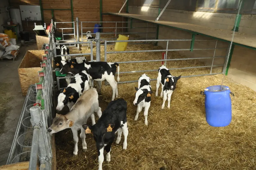 La nouvelle nurserie compte 18 places. Les veaux sont élevés au lait en poudre préparé à l’extrémité du couloir (un repas par jour). © B. Griffoul