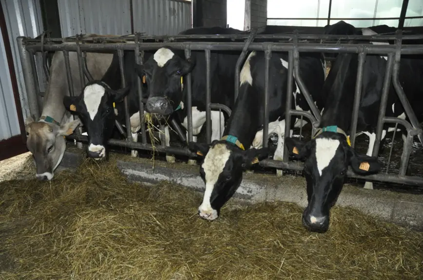 Les VL ont du bicarbonate l’été quand il fait chaud et tous les mois en cure de 5 jours (sur l’enrubanné) ainsi que des hépato-protecteurs et vitamines au moins deux fois dans l’hiver. © B. Griffoul