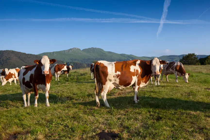 L'autonomie alimentaire à l'échelle de l'exploitation et de la zone AOP est un point incontournable des cahiers des charges. Le Cantal a inscrit une o