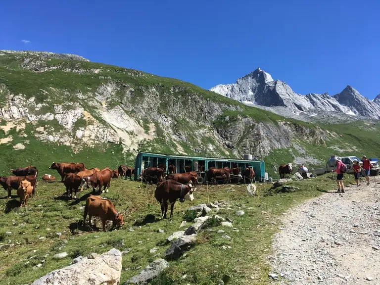 Les consommateurs associent le lait cru à une promesse de goût, de typicité liée à un terroir. © A. Conté