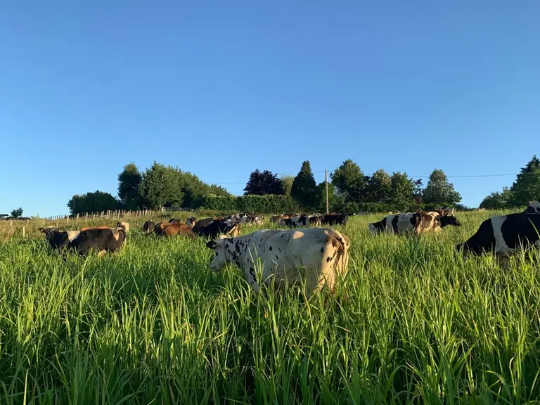 Le sorgho couvre un mois de fourrage sur l’année. © J. Laval