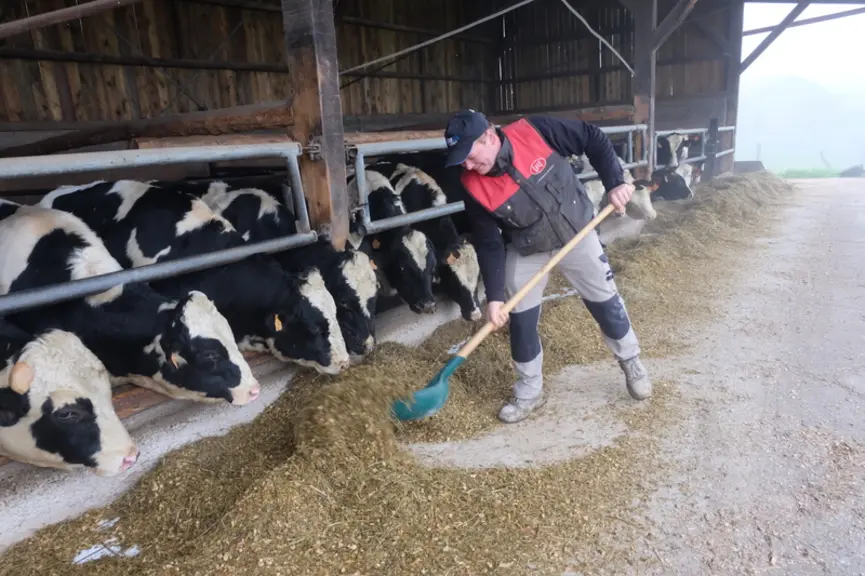 L'atelier taurillons ne coûte que la ration mangée par les animaux. © C. Reibel