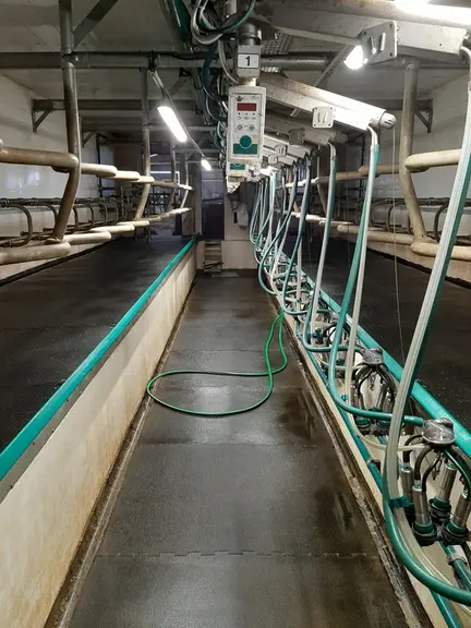 La salle de traite 2 x 14. Le choix des matelas est autant apprécié des vaches que des éleveurs. © C. Reibel