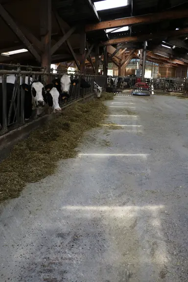 Au Gaec Charretier dans le Rhône, les translucides ont été peints avec une peinture lavable à base de chaux utilisée pour les serres de maraîchage. © E. Bignon