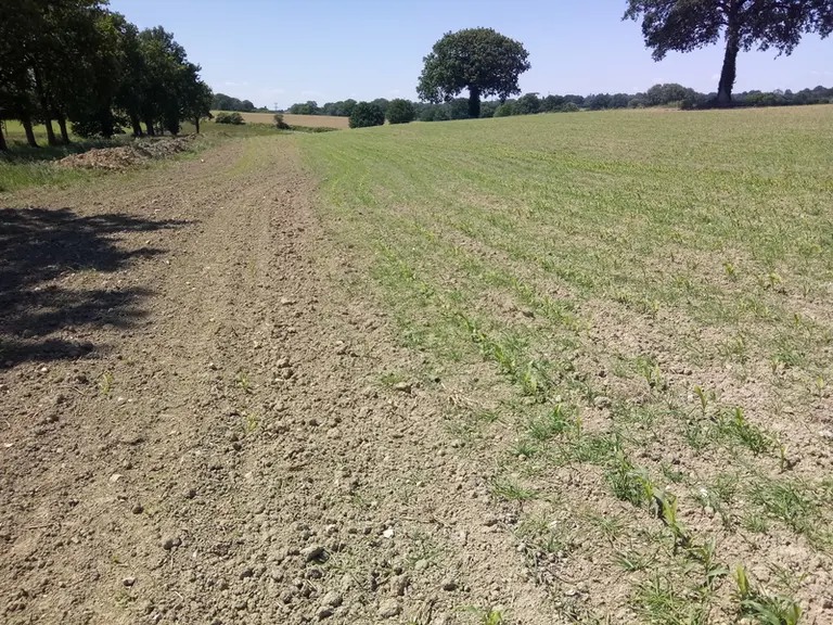Déjà utilisées contre les taupins, les plantes-appâts constituent une piste exploratoire contre les corvidés. À droite, le semis de maïs + blé a subi
