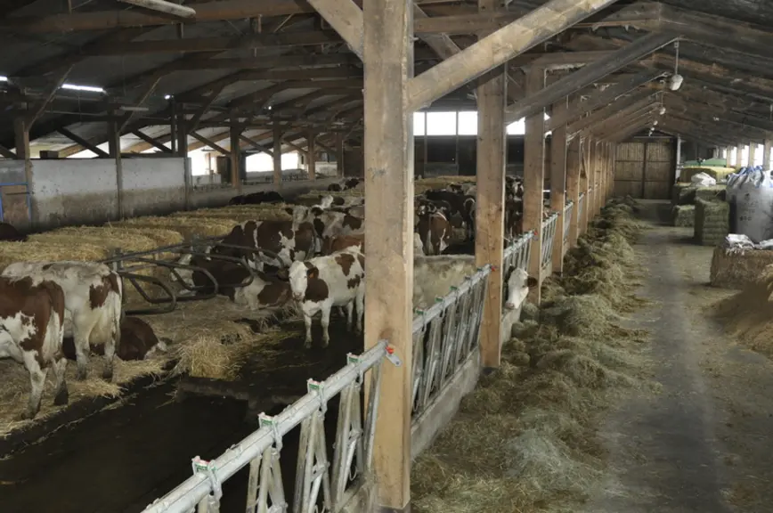 Les éleveurs prévoient de mécaniser la distribution du concentré, sans doute avec un Feed Car à auges individuelles plutôt qu’un DAC, vu que les vaches pâturent jour et nuit. © B. Griffoul