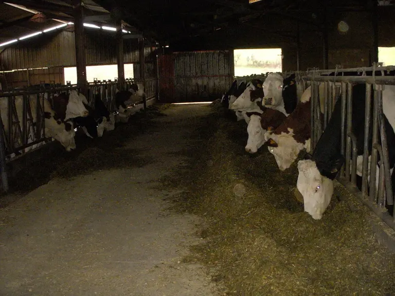 Cette année, l'ensilage d'herbe représente 60 % de la ration hivernale des laitières et le maïs 40 %. © Gaec de la Buissonnière