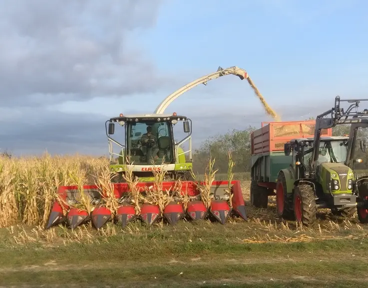 La récolte du maïs épi se fait avec une ensileuse classique équipée d’un cueilleur à maïs grain, ce qui nécessite une adaptation de la tête de récolte