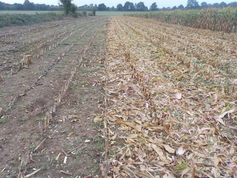 Comme près de 40 % de la biomasse est restituée au sol, le broyage avec un broyeur à axe horizontal et l’enfouissement des résidus sont conseillés. © Arvalis