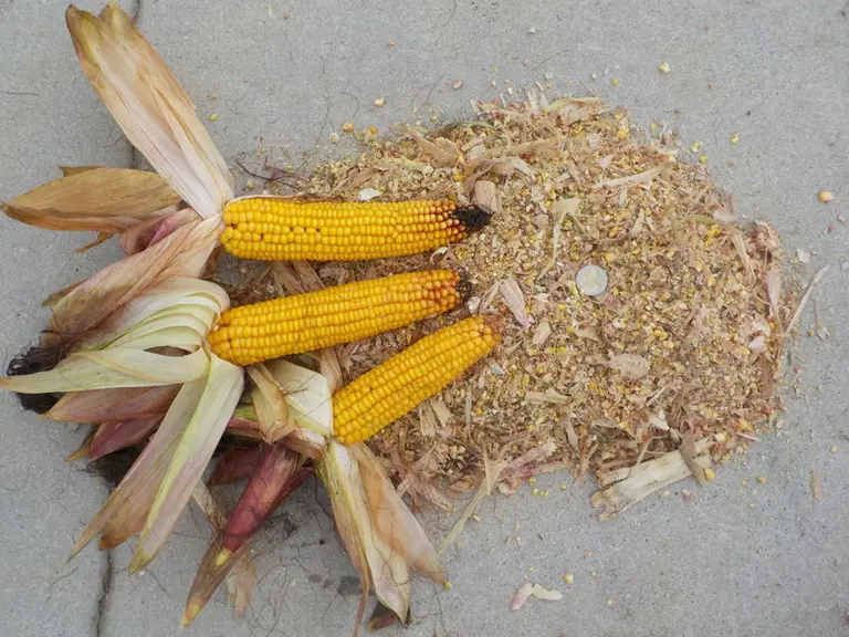 L’objectif est qu’aucun grain ne reste intact et que l’essentiel des grains soient coupés au minimum en quatre. © Arvalis
