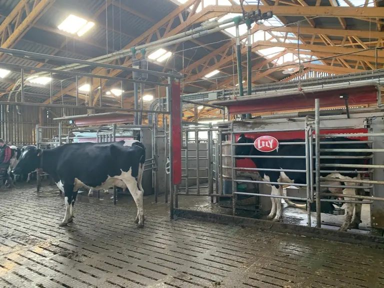 Avec 103 animaux pour deux stalles, le robot n’est pas saturé. La fréquentation du groupe des primipares est très bonne. © P. Arzul
