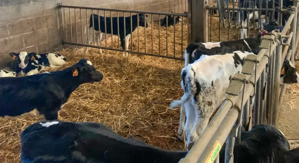 Les veaux en phase lactée le jour de la visite, à un repas par jour de 4 litres, sous-alimentés. © P. Arzul