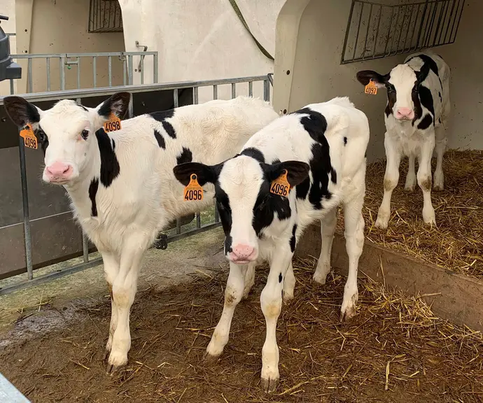 Deux mois plus tard, les veaux, avec 8 litres en deux repas, ont changé d’aspect. © P. Arzul
