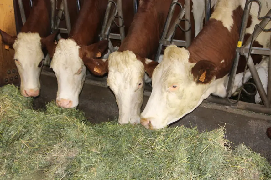 Dans un esprit d’autonomie, les éleveurs gèrent eux-mêmes leur ration en observant les bouses et les animaux, suite notamment à une formation Obsalim.  © V. Bargain