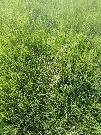 Le teff grass est « dur à semer car les graines sont petites. Il faut ouvrir très peu. Dans un semoir de 3 m, il faut passer son temps à égaliser les graines au fond de la trémie », explique Jérémie Combes. © A. Vigier