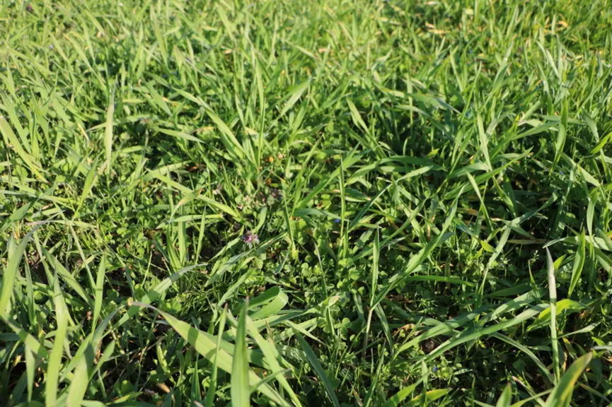 Une parcelle de prairie semée sous couvert de triticale et trèfles annuels. Cette technique permet une production de biomasse plus précoce le printemps suivant, et fait gagner quinze jours de pousse à la prairie. © C. Pruilh