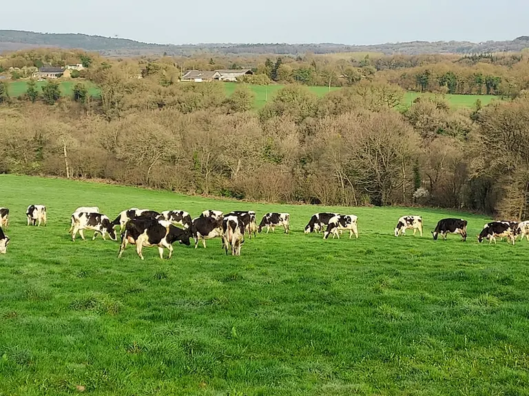 Les prim’Holstein n’ont pas été concernées par la vague des réformes. Leur ration se compose d’herbe pâturée pendant 180 jours par an. À partir de fin août, elles reçoivent un complément de foin fibreux. © Gaec Chevance