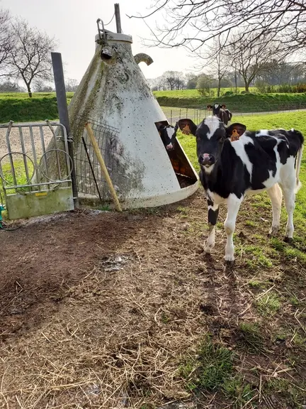 Au Gaec, rien ne se perd tout se transforme. L’ancien silo à engrais a été découpé en deux et sert désormais d’abri pour les veaux qui sont en extérie