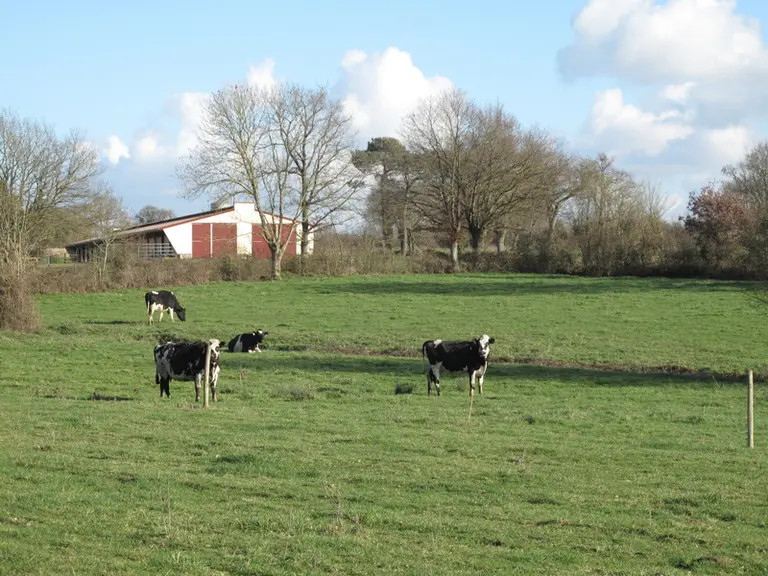 Le printemps froid et sec devrait aider à la maîtrise de la production laitière de ce printemps. © DR