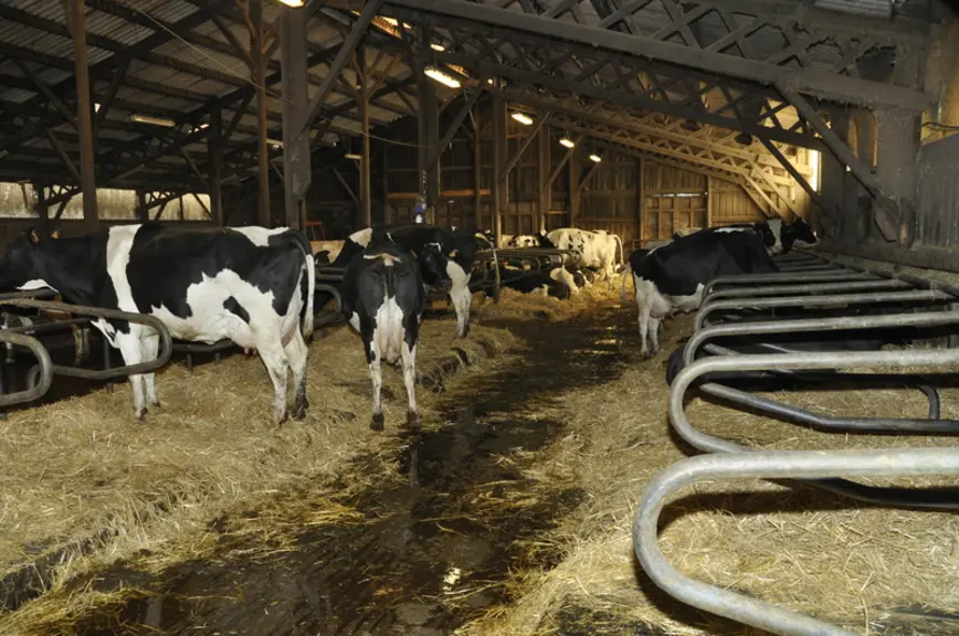 Les logettes sont équipées de matelas et généreusement paillées. © B. Griffoul