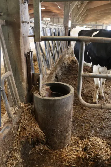 Les taries accèdent à une eau propre en quantité suffisante. Avec l’ancien abreuvoir à palette, elles ne buvaient pas toutes assez et présentaient des urines épaisses et foncées, associées à des pH élevés.  © E. Bignon