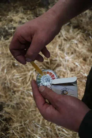 Les pH urinaires doivent se situer entre 6,5 et 7 en prépa vêlage. Le plus simple est de recourir à des bandelettes pH (4 € le rouleau, à stocker au s