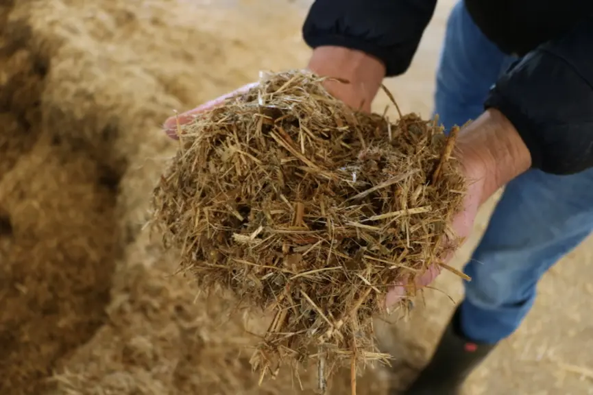 Le mélange, homogène et haché fin, n’est repoussé qu’une fois par jour pour éviter le tri. De l’eau (3 l/VL/j) est ajoutée dans la mélangeuse pour servir de liant et améliorer l’appétence. © E. Bignon