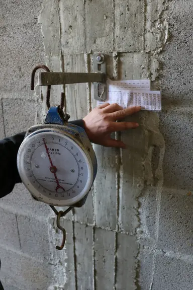 Un peson est utilisé pour ajuster les quantités de CMV. Il faut être précis sur les doses de chlorure de calcium et bien lire l’étiquette. Trois types de chlorures de calcium sont vendus (Baca de -4 400 à -16 600 mEq/kg). Attention aussi à bien refermer le sac de chlorure de magnésium, sinon il prend en masse avec l’humidité. © E. Bignon