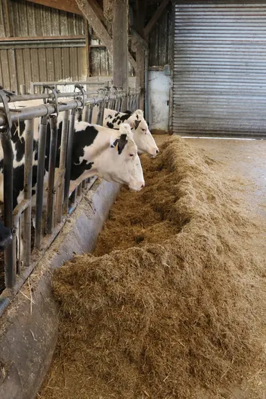 La ration mélangée est préparée pour quatre jours pour plus de souplesse de distribution. Le stabilisateur de ration à base d’acide benzoïque (1 kg/ t brute) évite l’échauffement, même en été. © E. Bignon