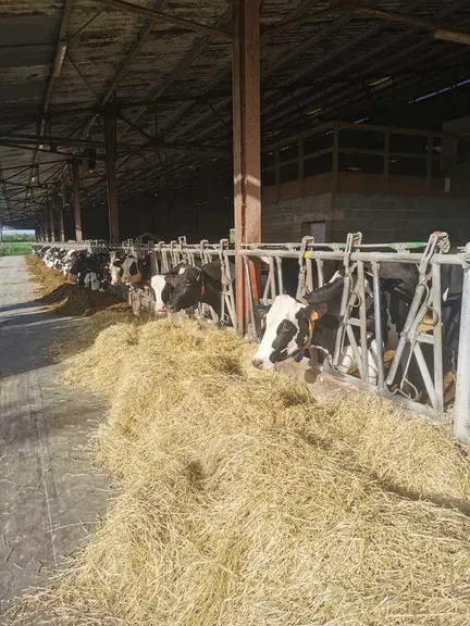 Les vaches taries sont logées dans des logettes larges de 1,25 m et disposent d’un abreuvoir de 2 m de large. Les pH urinaires sont dans les clous. ©