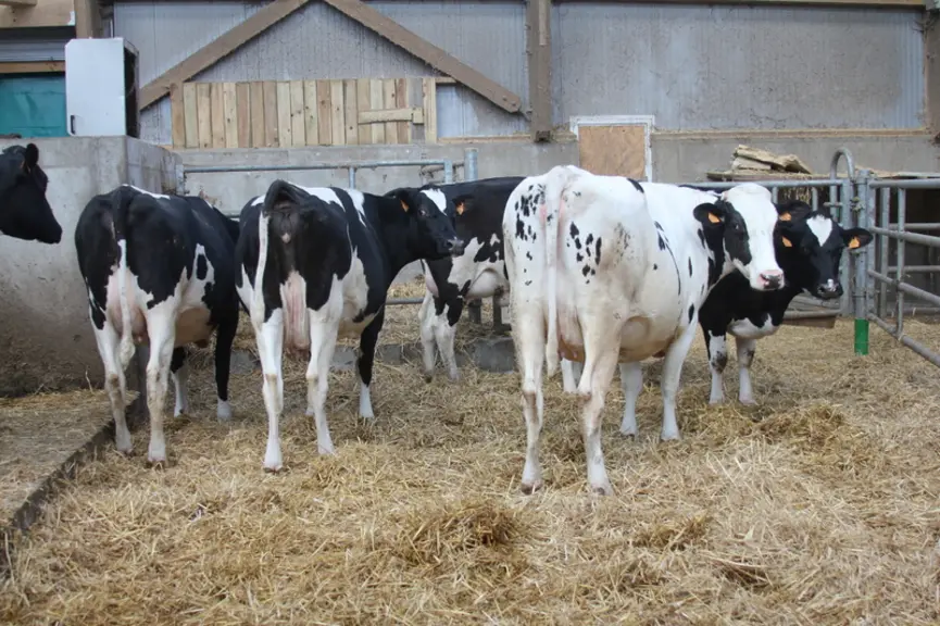 Les vaches taries ne pâturent pas. Les associés ont fait ce choix pour limiter la consommation d’herbe trop riche en début de tarissement et assurer u