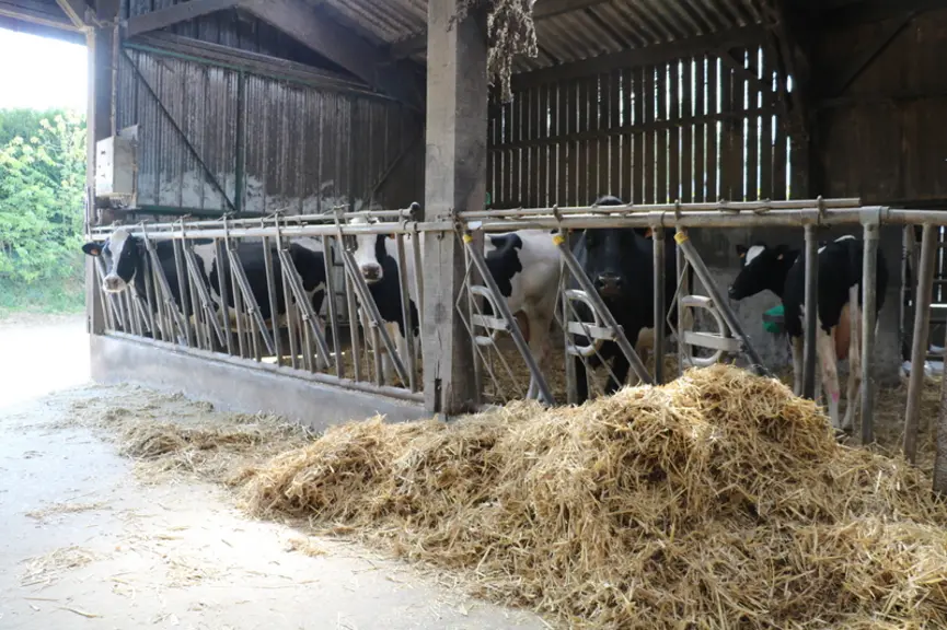 Ces quatre vaches sont taries depuis une semaine. Elles resteront ensemble jusqu’au vêlage. © F. Mechekour