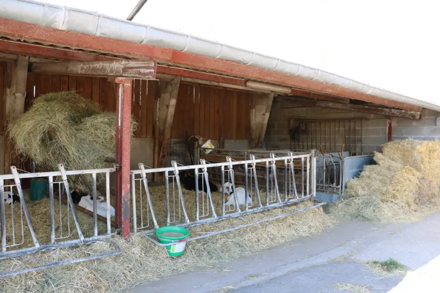 Les veaux reçoivent deux fois 4 litres de colostrum au biberon dans les premières 24 heures. © A. Conté