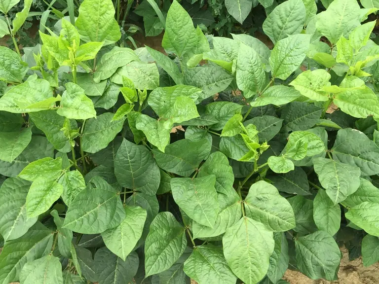 Un inoculum pour le cowpea en France est en cours d'homologation.  © Semental