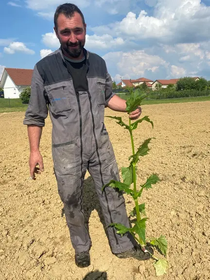 Julien Soltys. « Nous allons semer de la silphie sur une bande de 10 mètres de large en guise de zones de non-traitement (ZNT). » © A. Perrein