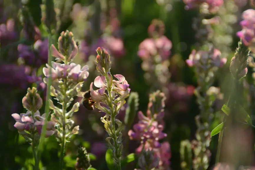 Hautement mellifère, le sainfoin monte à 50-70 cm de haut © Sainfolia