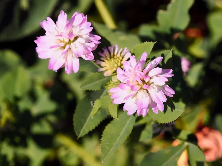 Le trèfle de Perse a de très grandes feuilles vertes uniformes. Ses fleurs roses à violettes sont petites, très odorantes et mellifères. © Semences de Provence