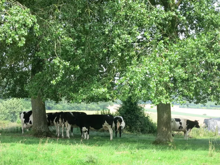 Avec une humidité relative de 50 %, le stress devient fort à des températures de 32-33 °C que l’on atteint facilement en France © MA. Carré