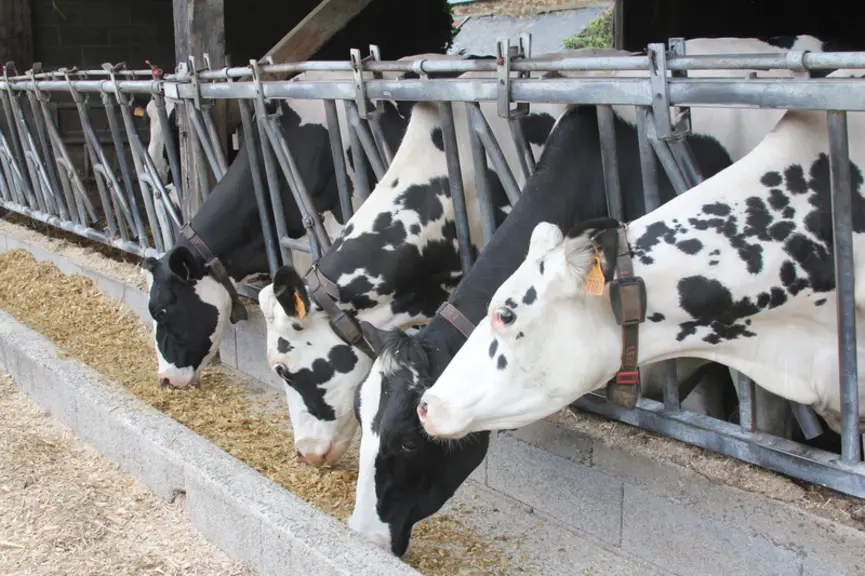La conduite des vaches taries a un impact sur la qualité des follicules qui arrivent à l’ovulation environ 40 et 60 jours après vêlage, et au final su