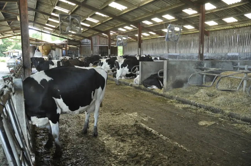 La stabulation est équipée de ventilateurs avec couronne de brumisation. Si les ventilateurs ont bien amélioré le confort, la brumisation n’est pas utilisée car elle mouillait trop les vaches.  © B. Griffoul