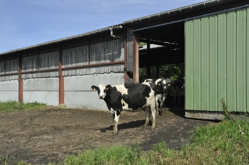 Quand elles sont à la pâture, les vaches peuvent revenir à l’auge tout au long de la journée. Selon les paddocks, elles peuvent même ressortir la nuit. © B. Griffoul