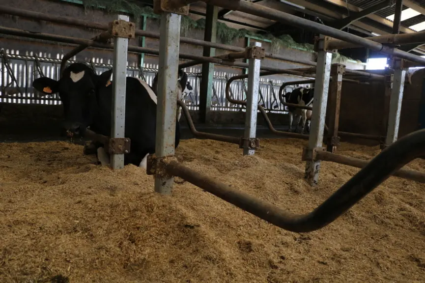 Dans les logettes creuses en nid d’abeille, les éleveurs apportent 1,5 kg de paille défibrée par logette et par jour quand les vaches dorment à l’intérieur. Elle a un fort pouvoir absorbant.