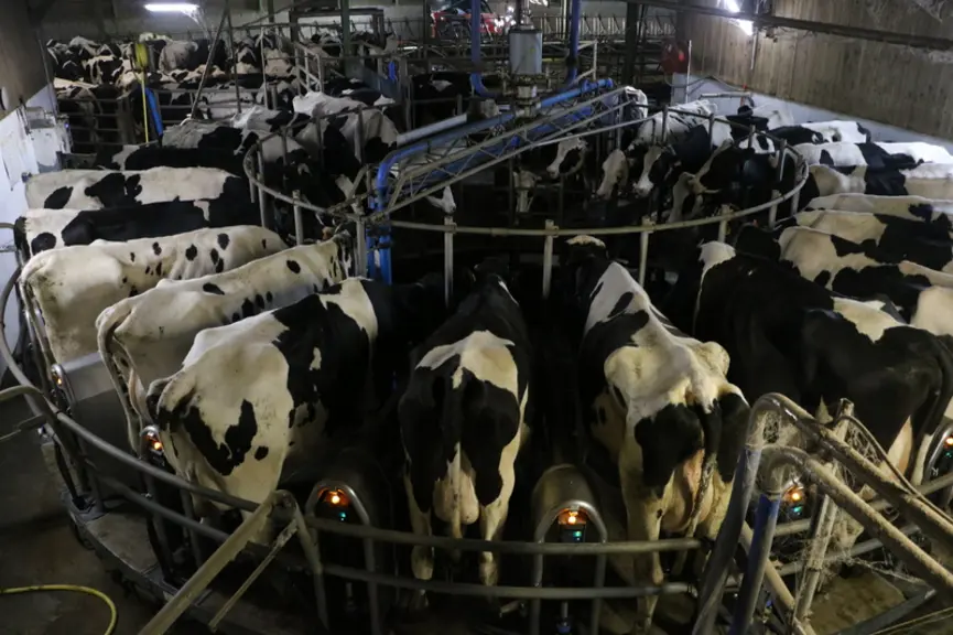 En roto extérieur, les vaches se voient. Cela les rassure peut-être. En tout cas, ça rumine bien et ça bouse très peu.