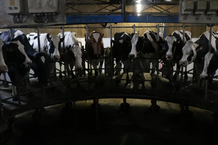 En roto extérieur, les vaches se voient. Cela les rassure peut-être. En tout cas, ça rumine bien et ça bouse très peu.