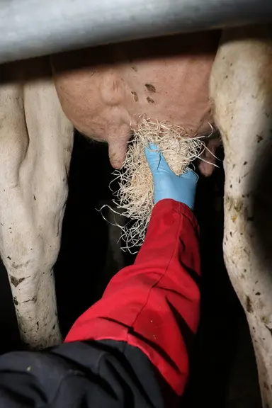 La laine de bois est très efficace pour nettoyer les trayons à sec.